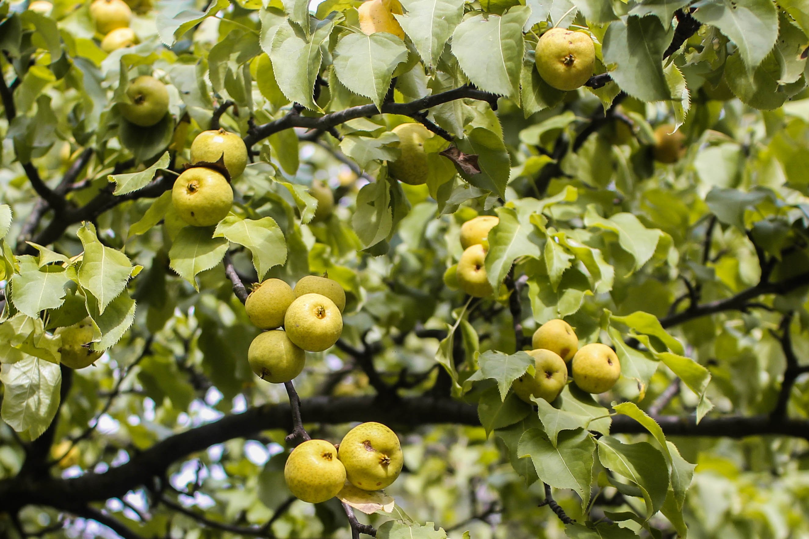 Большой яблоневый сад, в будущем место агротуризма, заложила жительница Луховиц