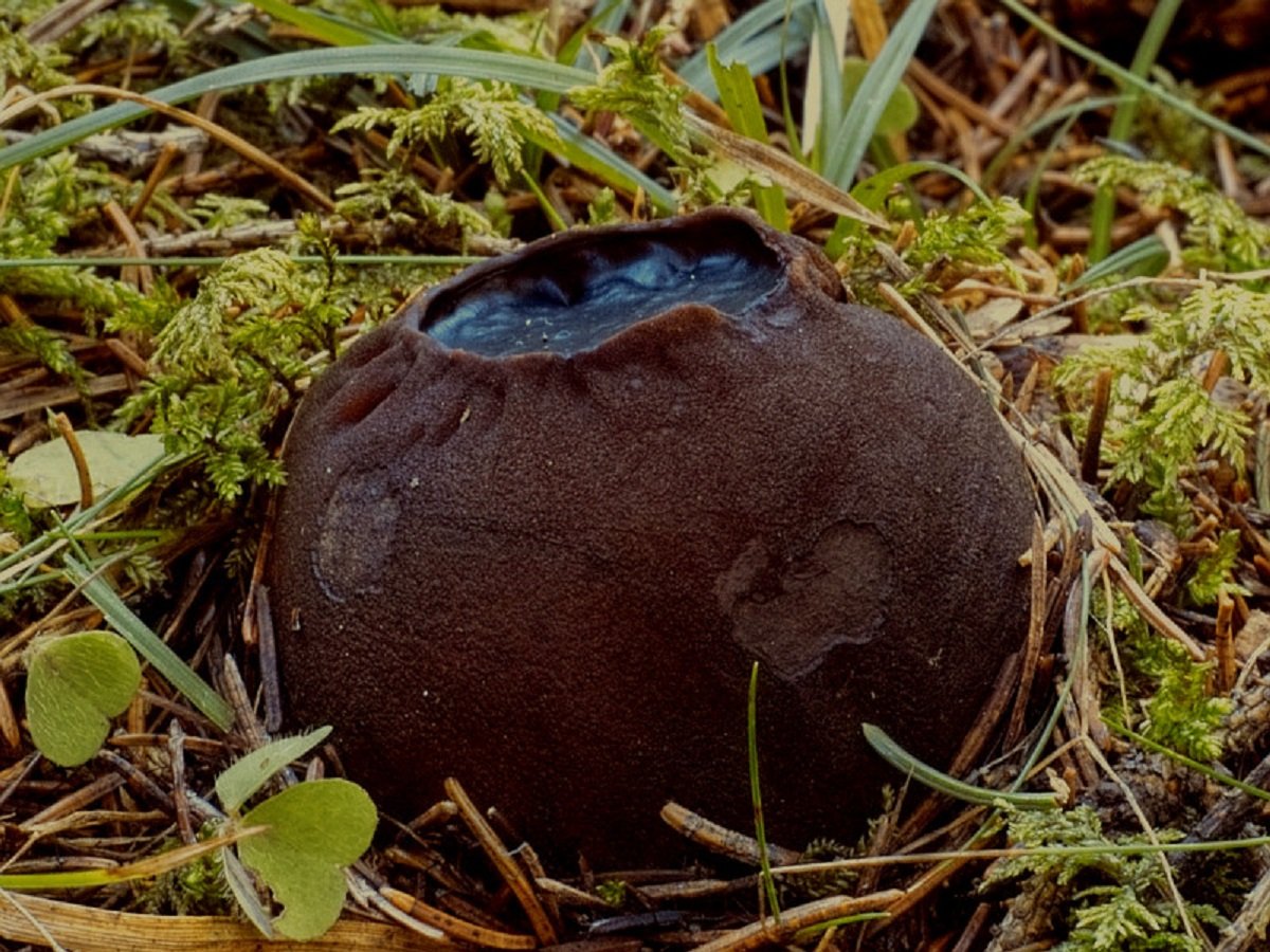 В Подмосковье нашли несъедобный, но очень редкий желеобразный гриб
