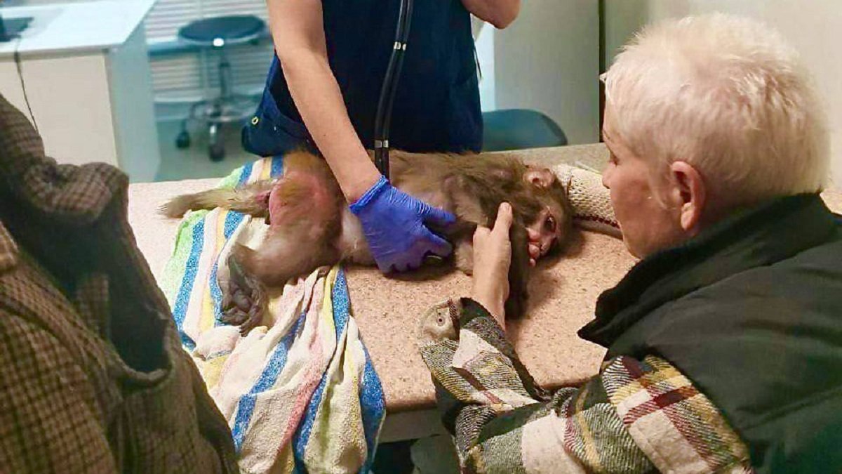 Ветеринары в Пушкино спасли жизнь цирковой обезьянке