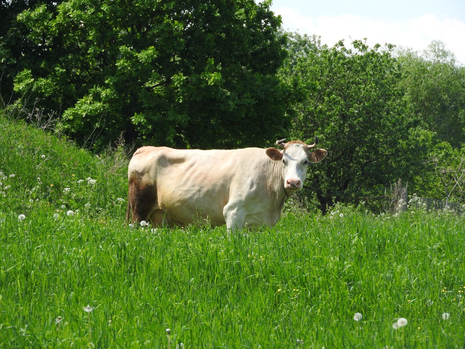 Молочной ферме из Щелково выделили более 230 га земли для развития