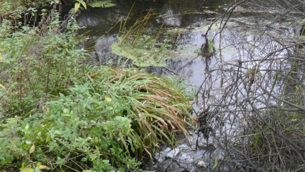 Экологи заставили нарушителя прекратить незаконные земляные работы на балашихинском ручье