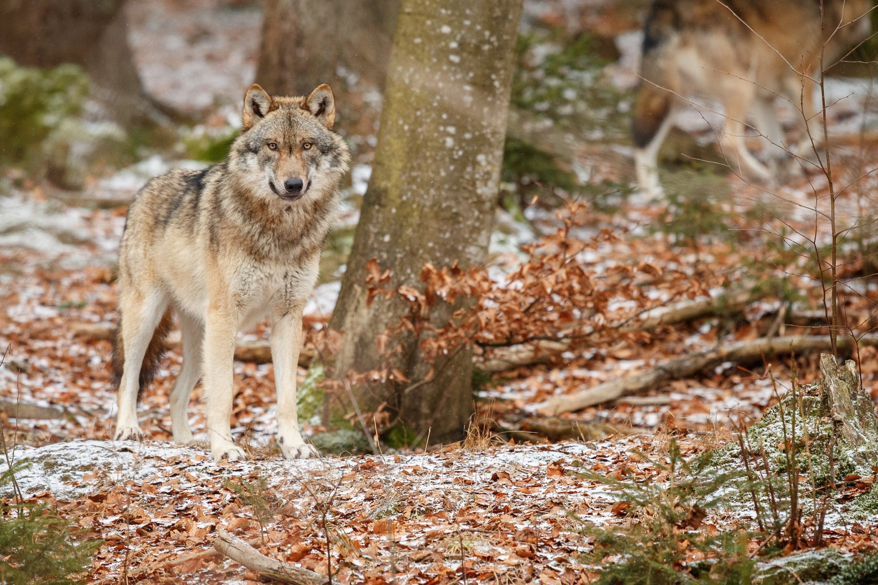 В Нижегородской области власти простимулировали охоту на волков