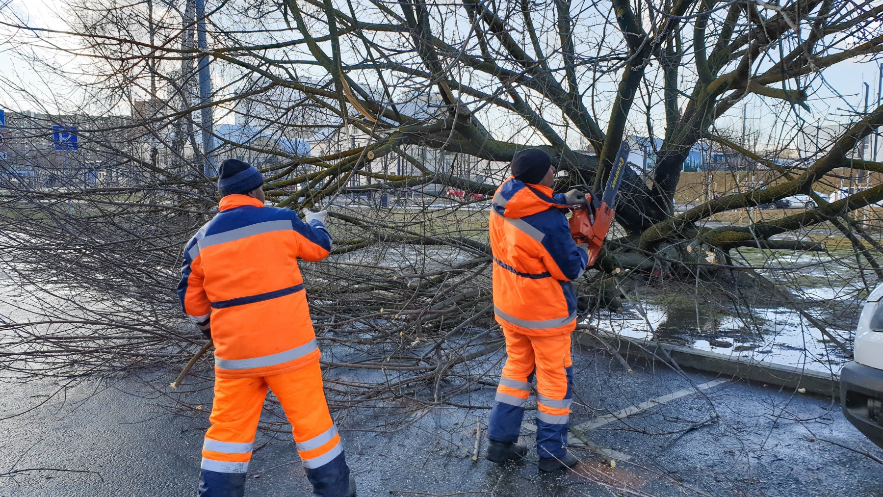  На выходных в Подмосковье из-за сильного ветра упало 59 деревьев