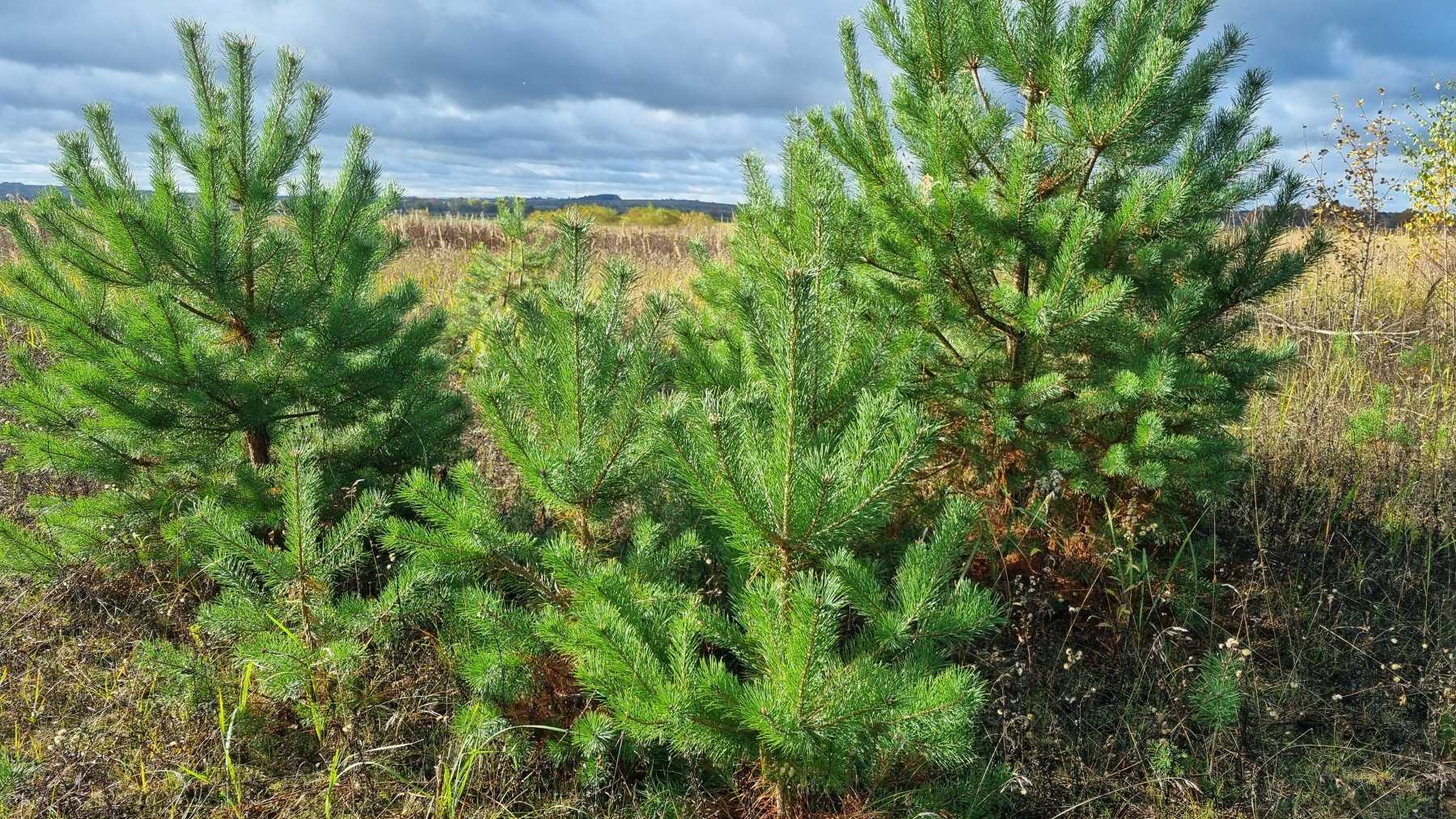 В Егорьевске продолжают восстановление лесов