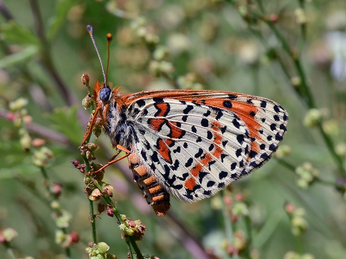 В Егорьевске биологи заметили редких бабочек