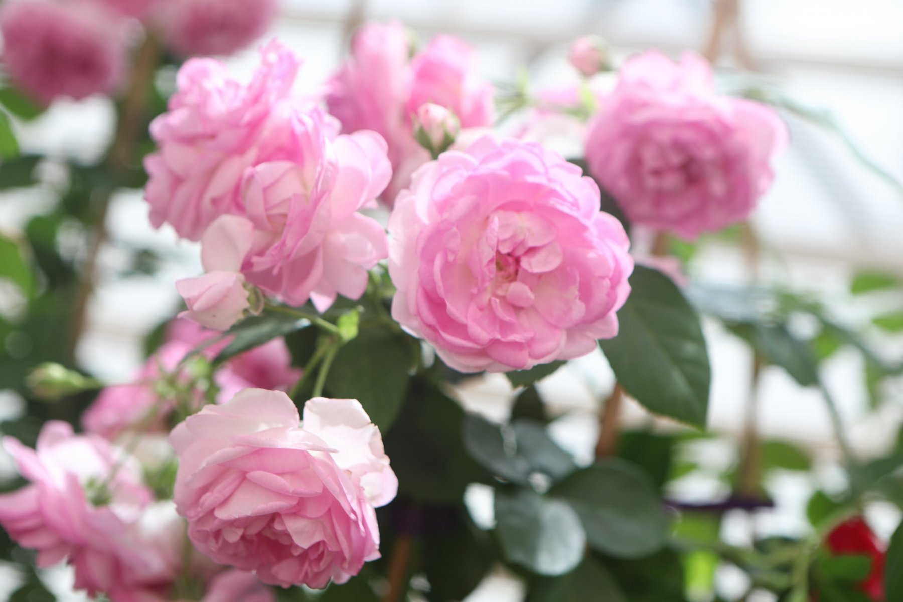 Экспериментальный способ выращивания роз испробуют в Солнечногорске