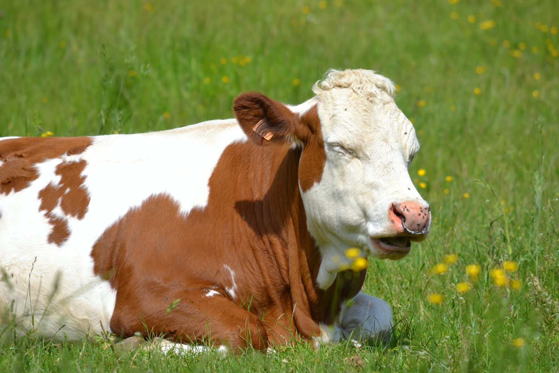 На 211 кг больше надоев молока с одной коровы получили фермеры Подмосковья в этом году