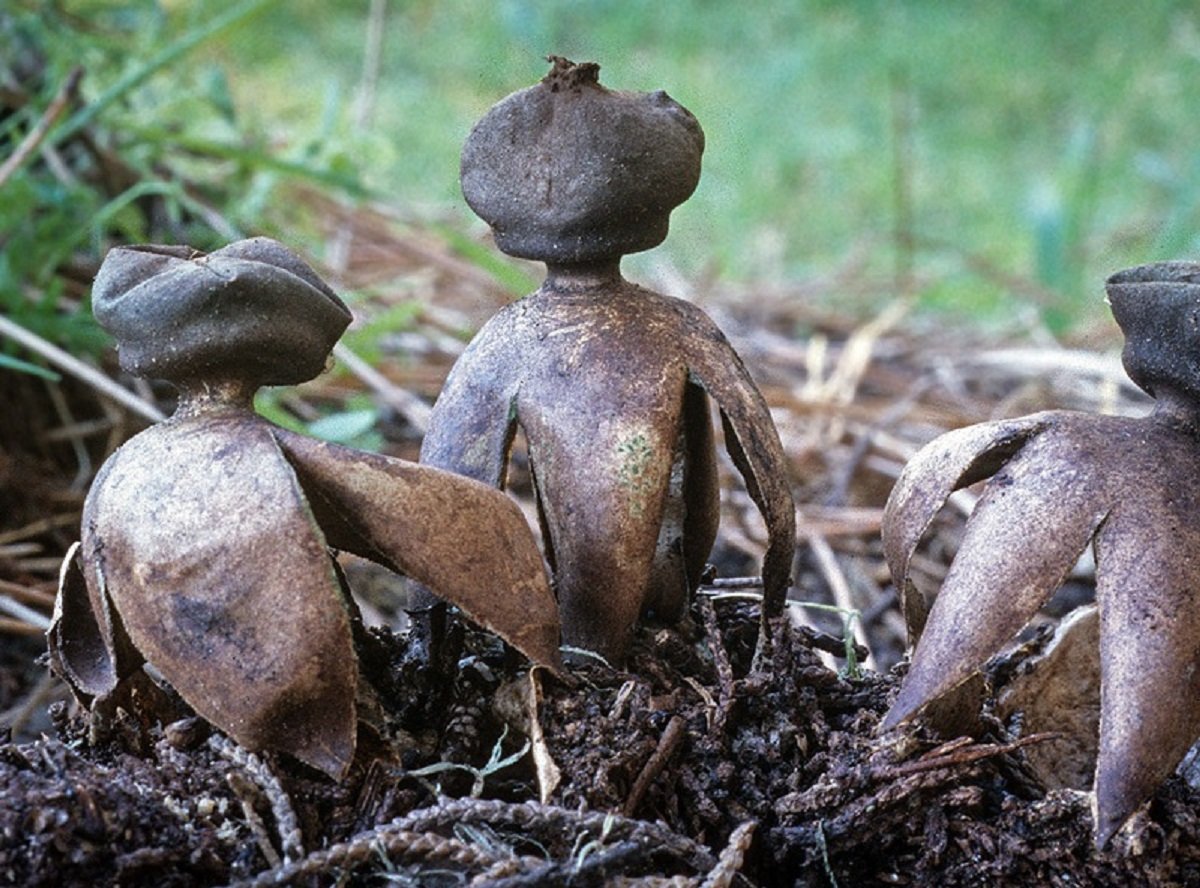 В Клину нашли два редких вида грибов