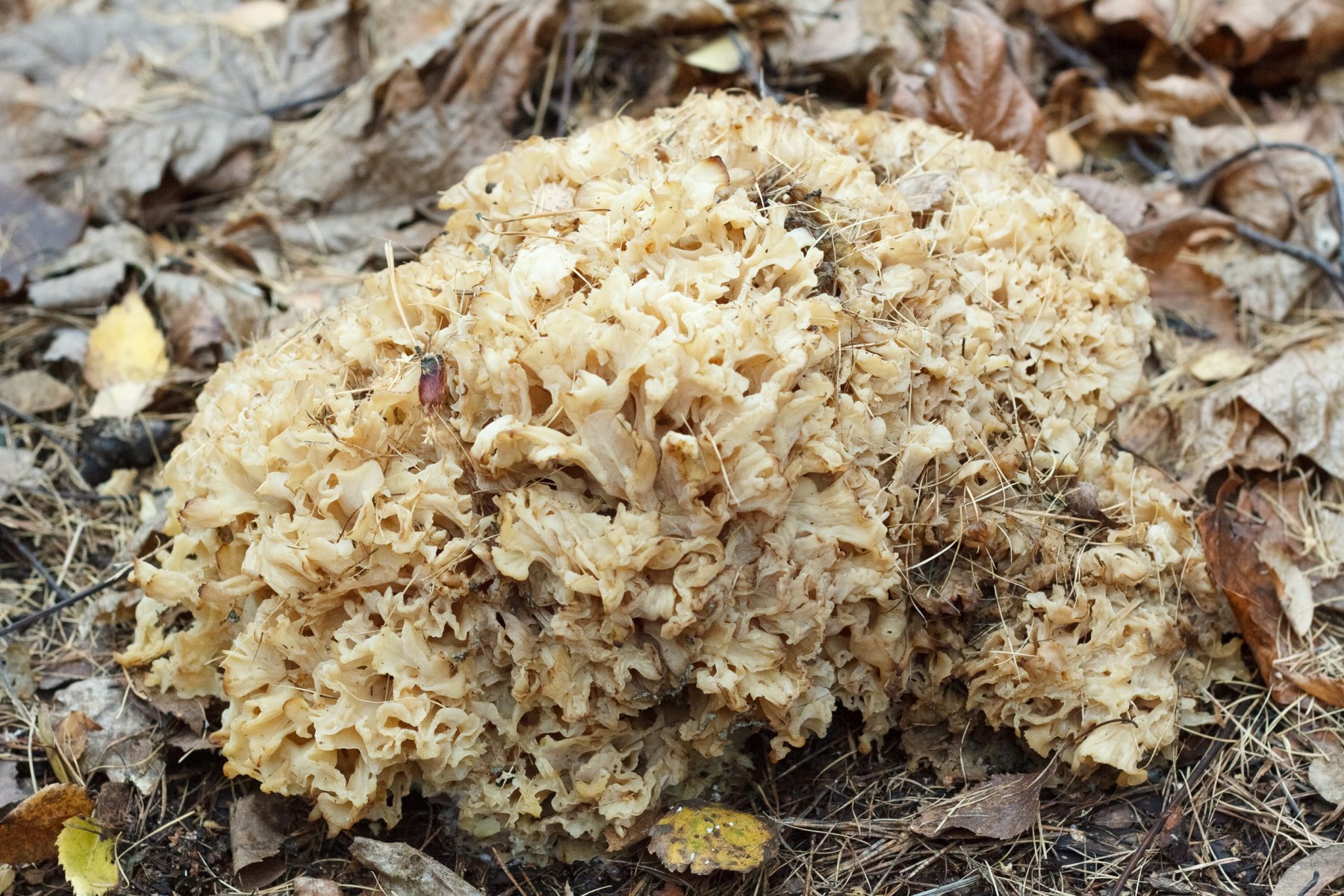  В Кузьминках нашли гигантский редкий гриб-паразит «грибное счастье»