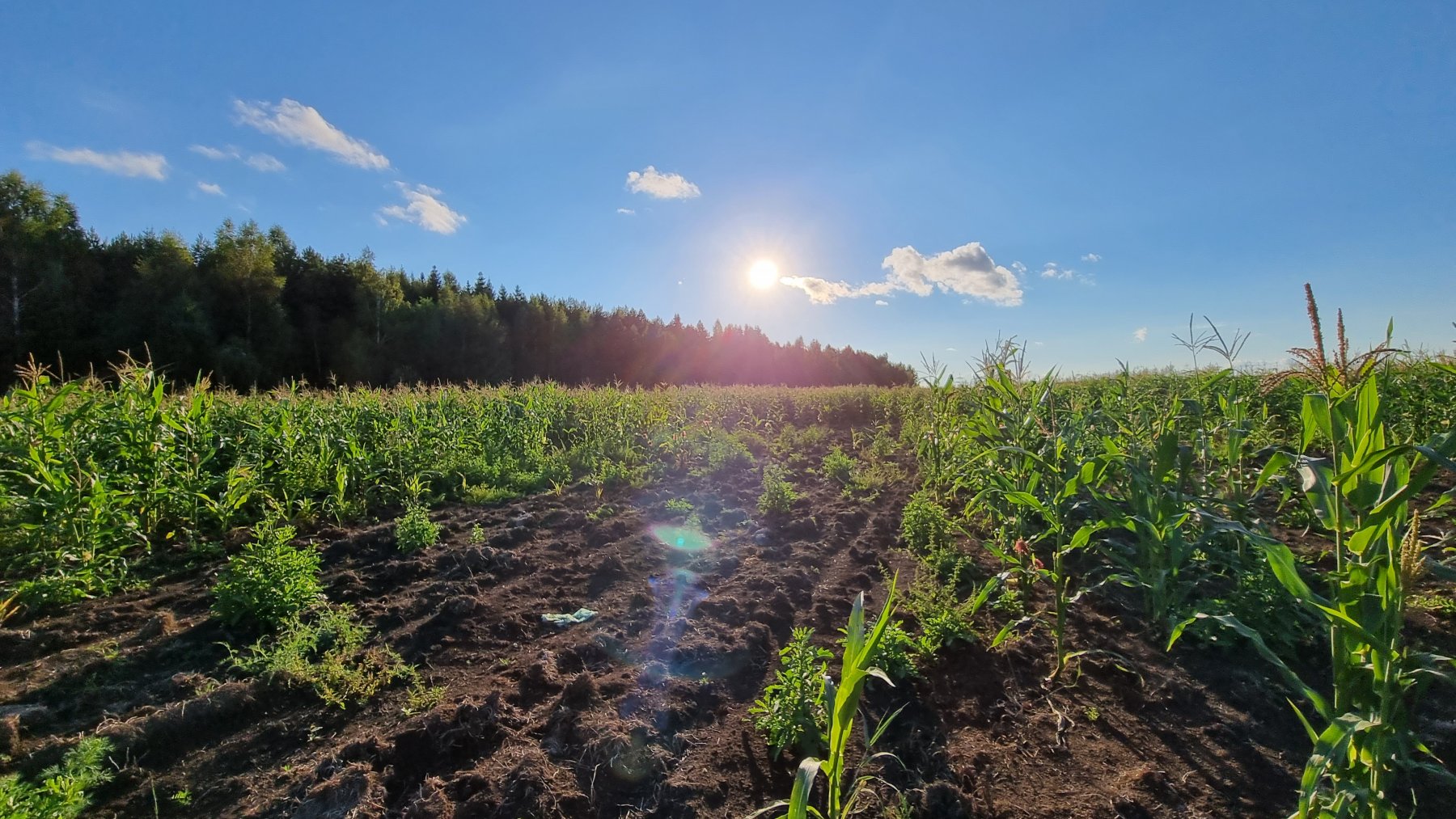В 2023 году в Подмосковье в сельскохозяйственный оборот введут еще 25 тысяч га земель