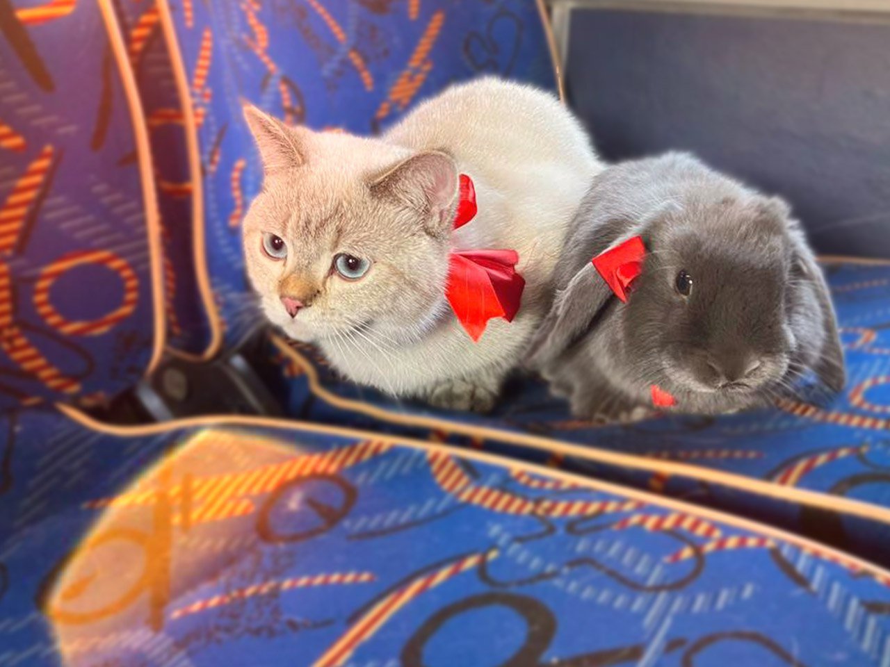 В автобусе подмосковного Мострансавто забыли кота и кролика