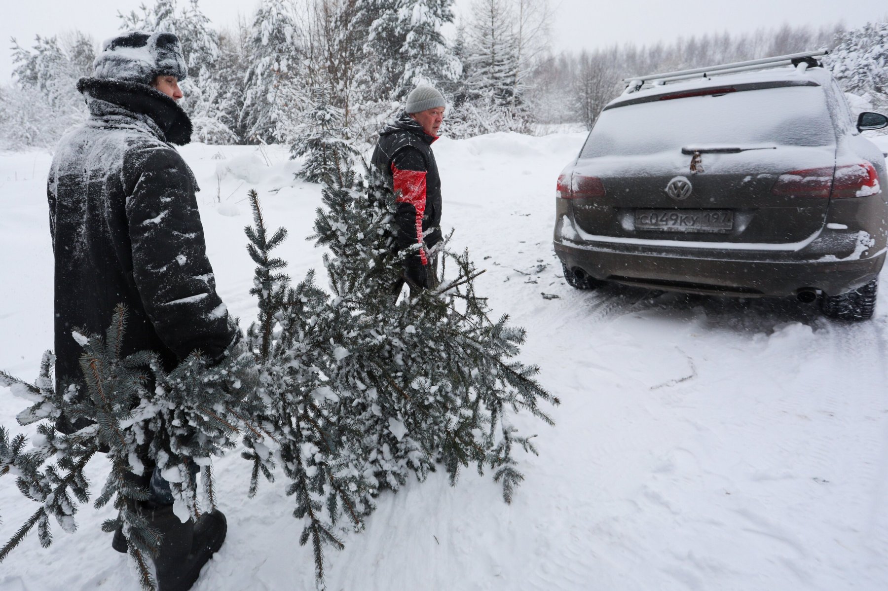 Срубить елочку на новогодней плантации жители Подмосковья смогут с 17 декабря