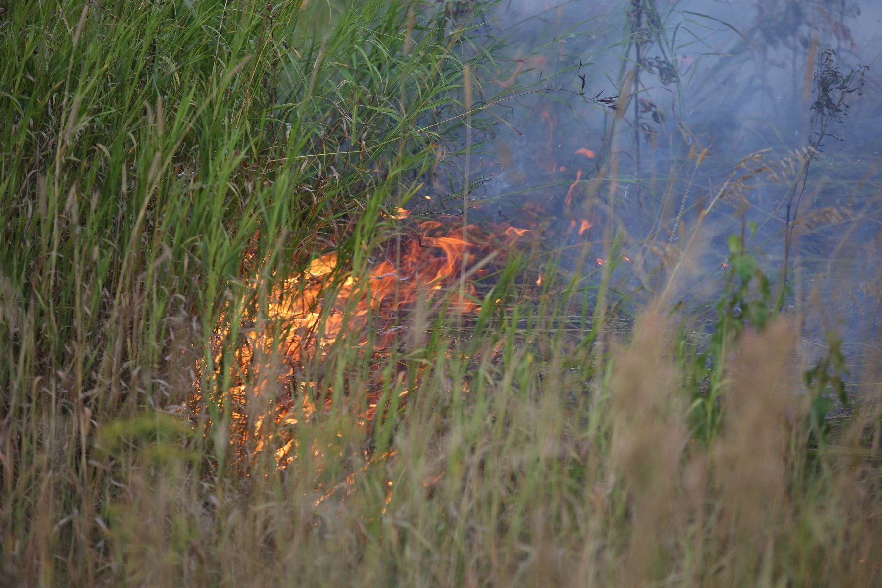 В Подмосковье в этом году увеличилось количество природных пожаров