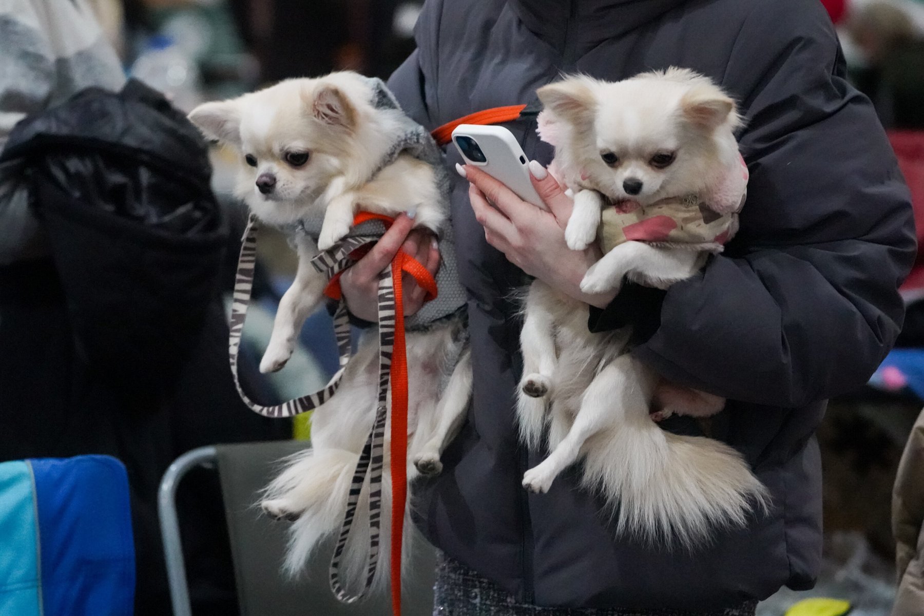 Названы породы собак, которых россияне приобретали в 2022 году чаще всего
