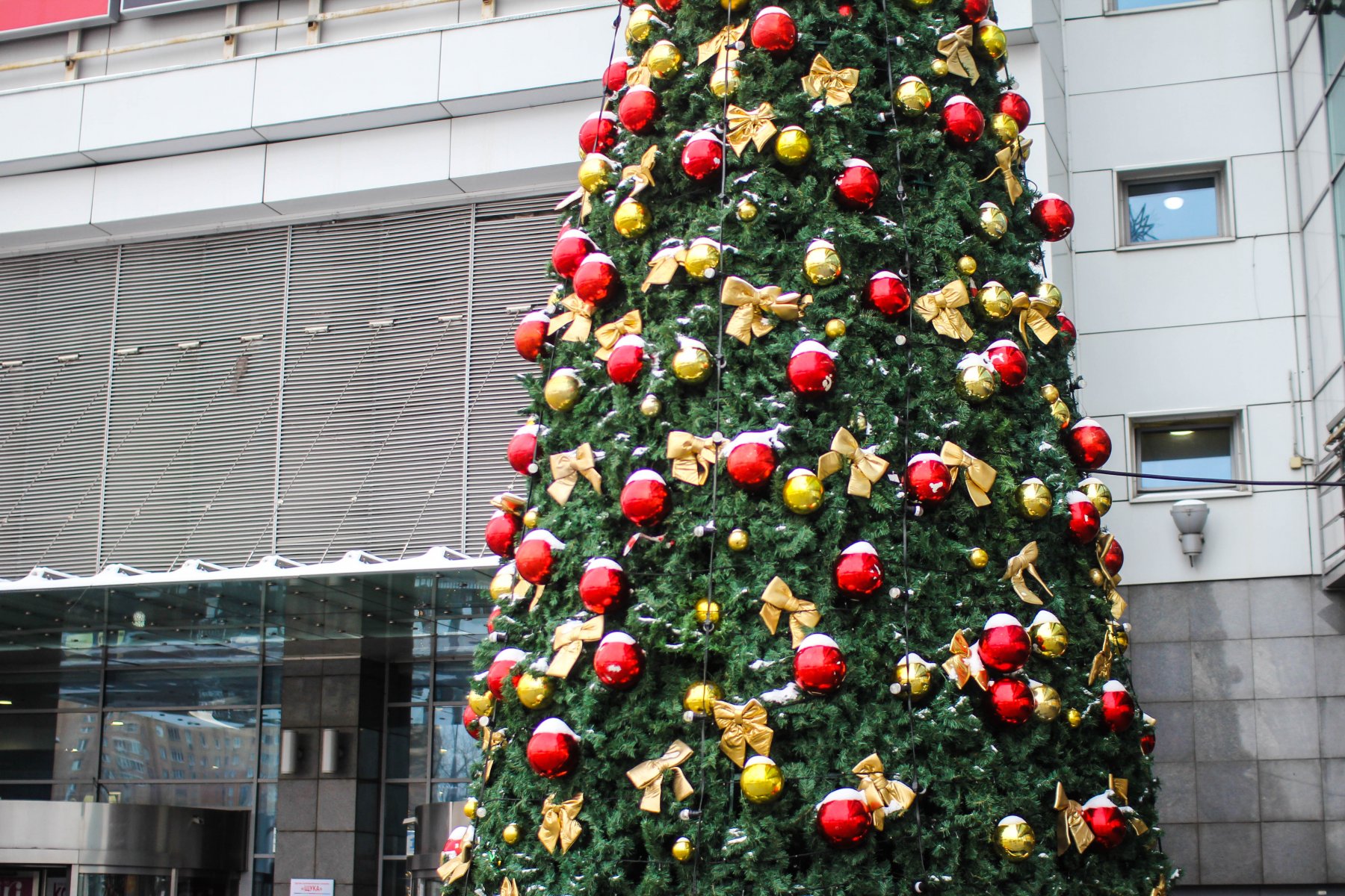 В парке-отеле «Остров Русский» проведут новогоднюю елку