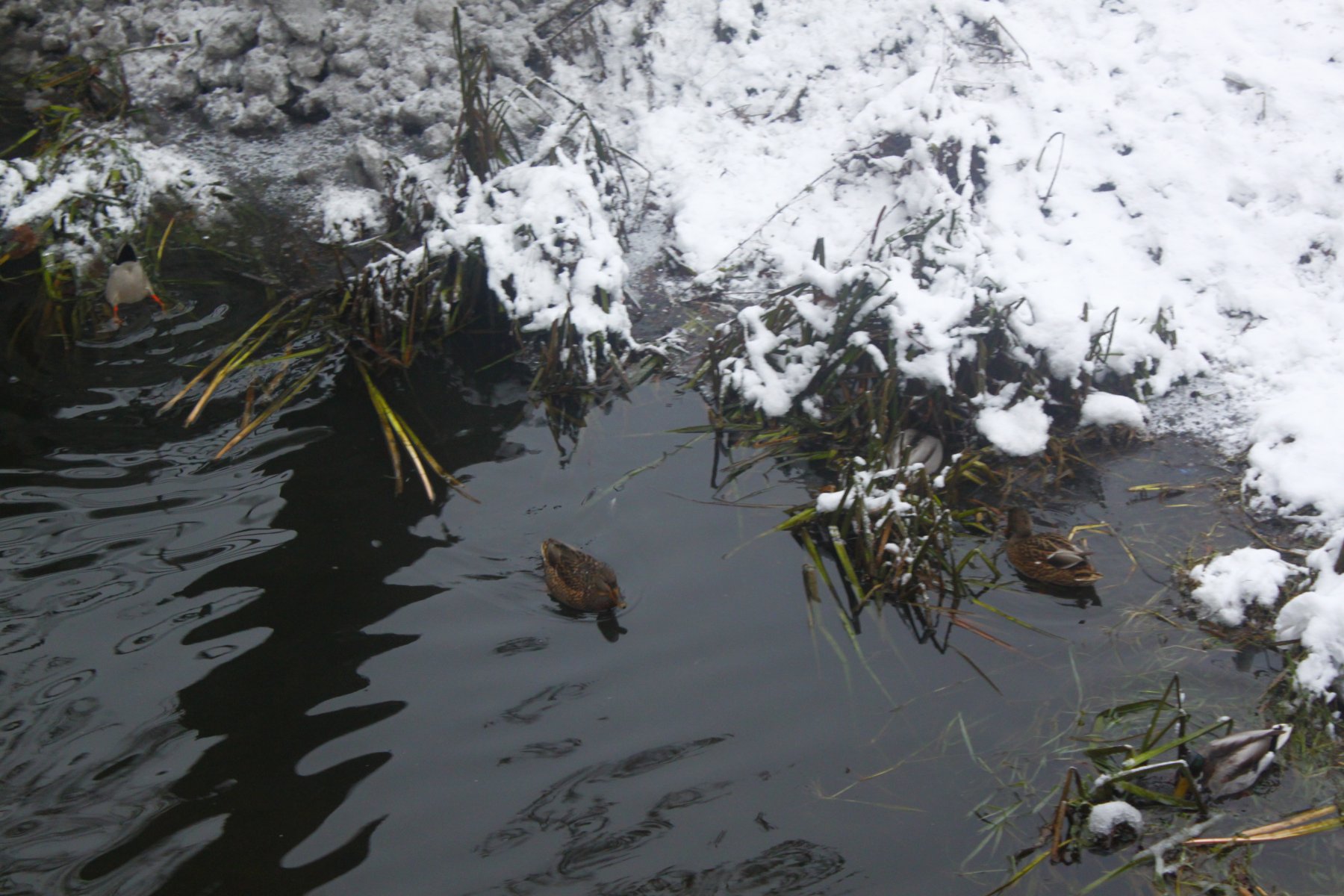 Специалисты Мосприроды рассказали правила зимней подкормки водоплавающих птиц 