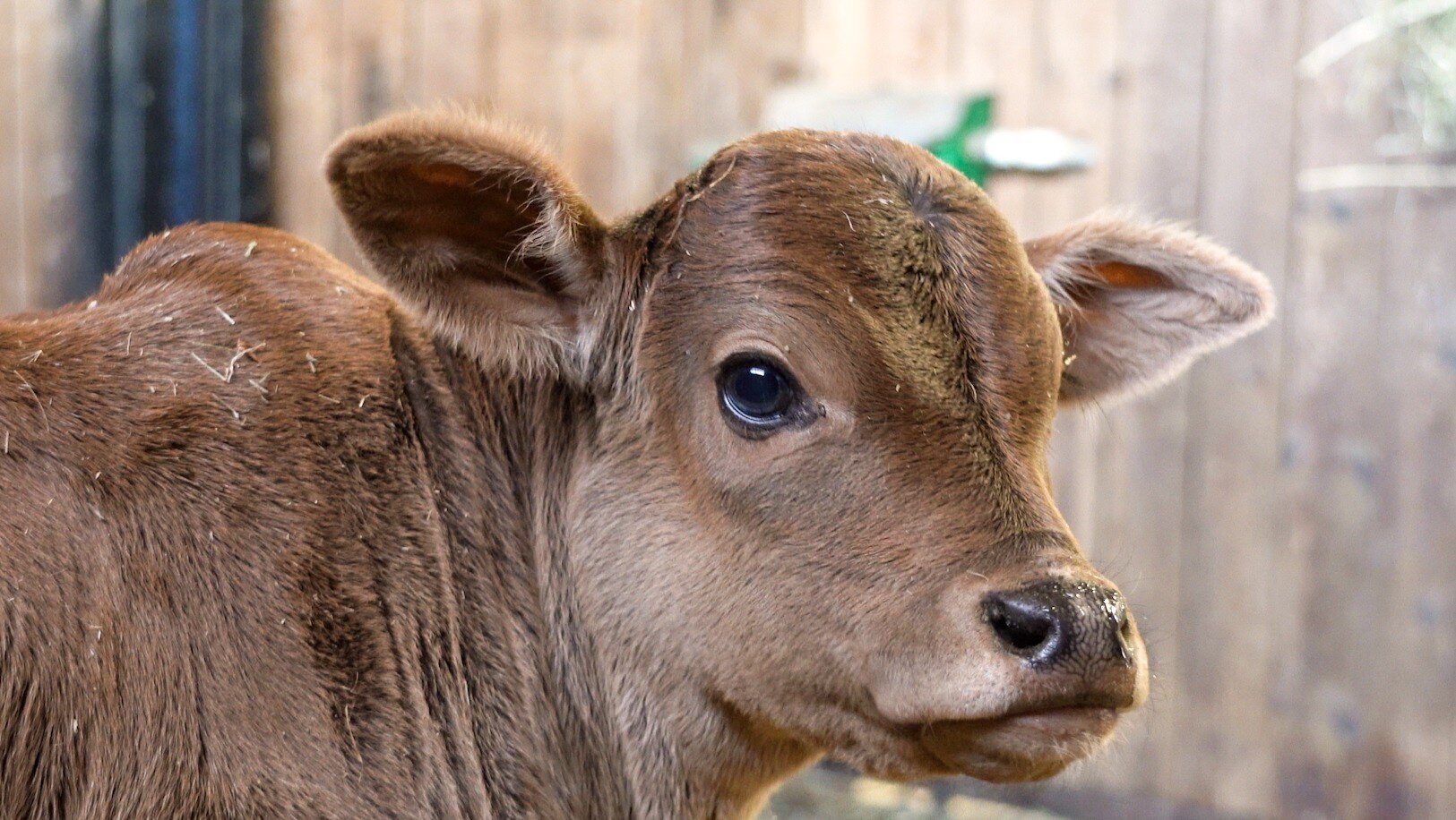 В Подмосковье впервые в России клонированная корова Цветочек родила теленка