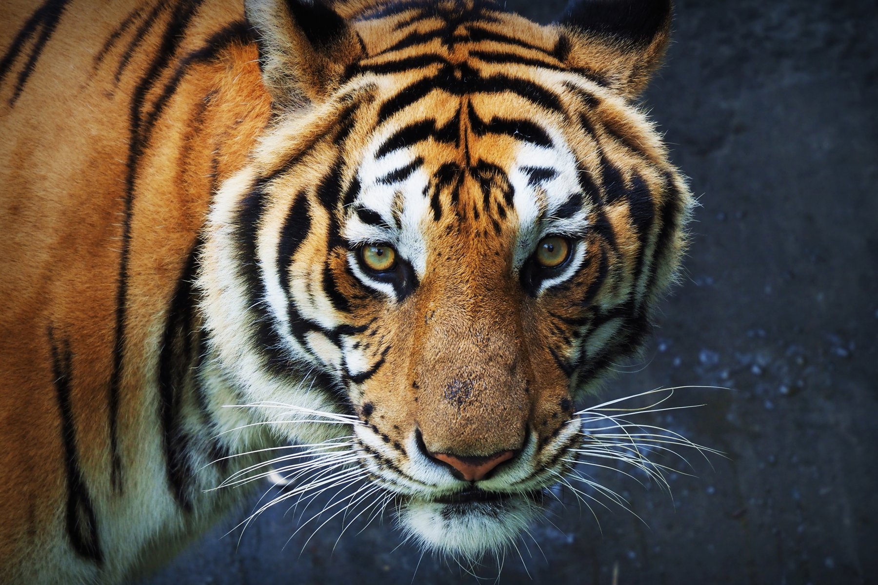 В Хабаровском крае поймали тигра-дебошира