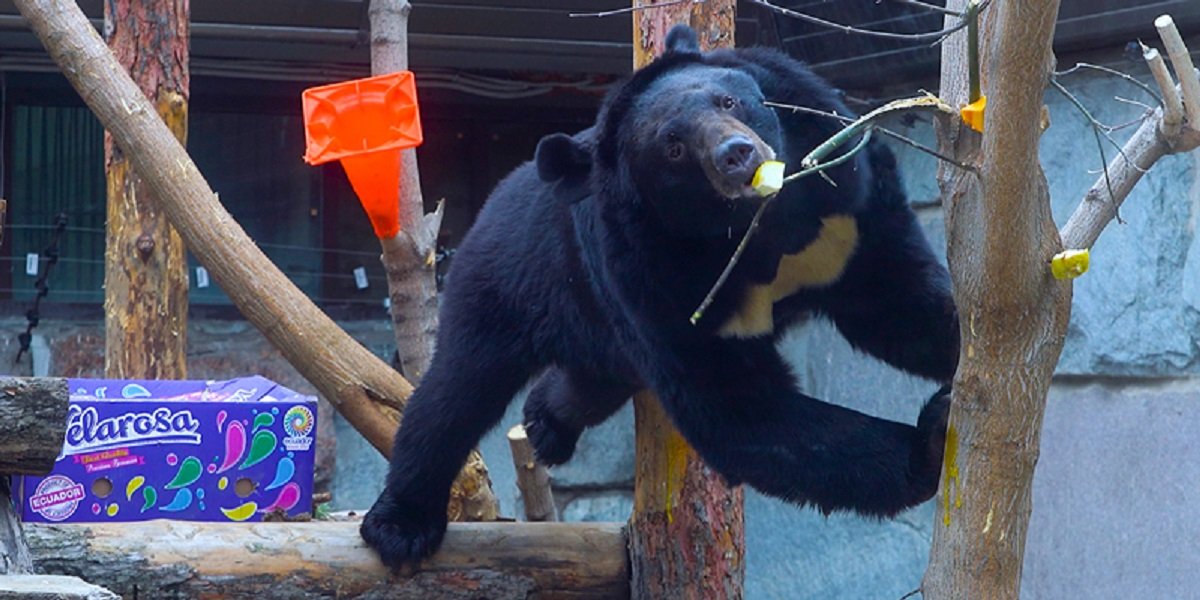 В зоопарк Москвы привезли гималайских медведей