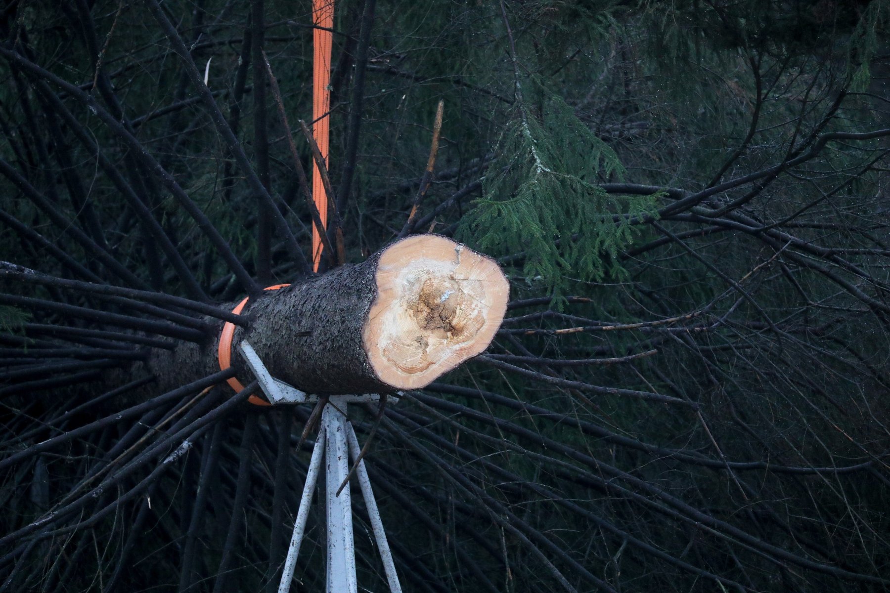 В Талдомском горокруге проведут санитарную рубку деревьев