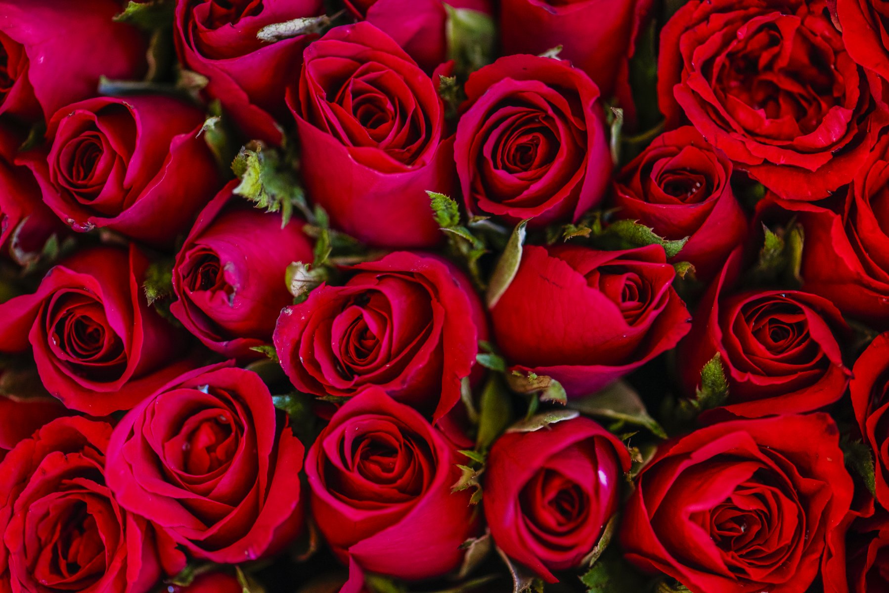В Подмосковье уничтожили зараженные розы из Кении 
