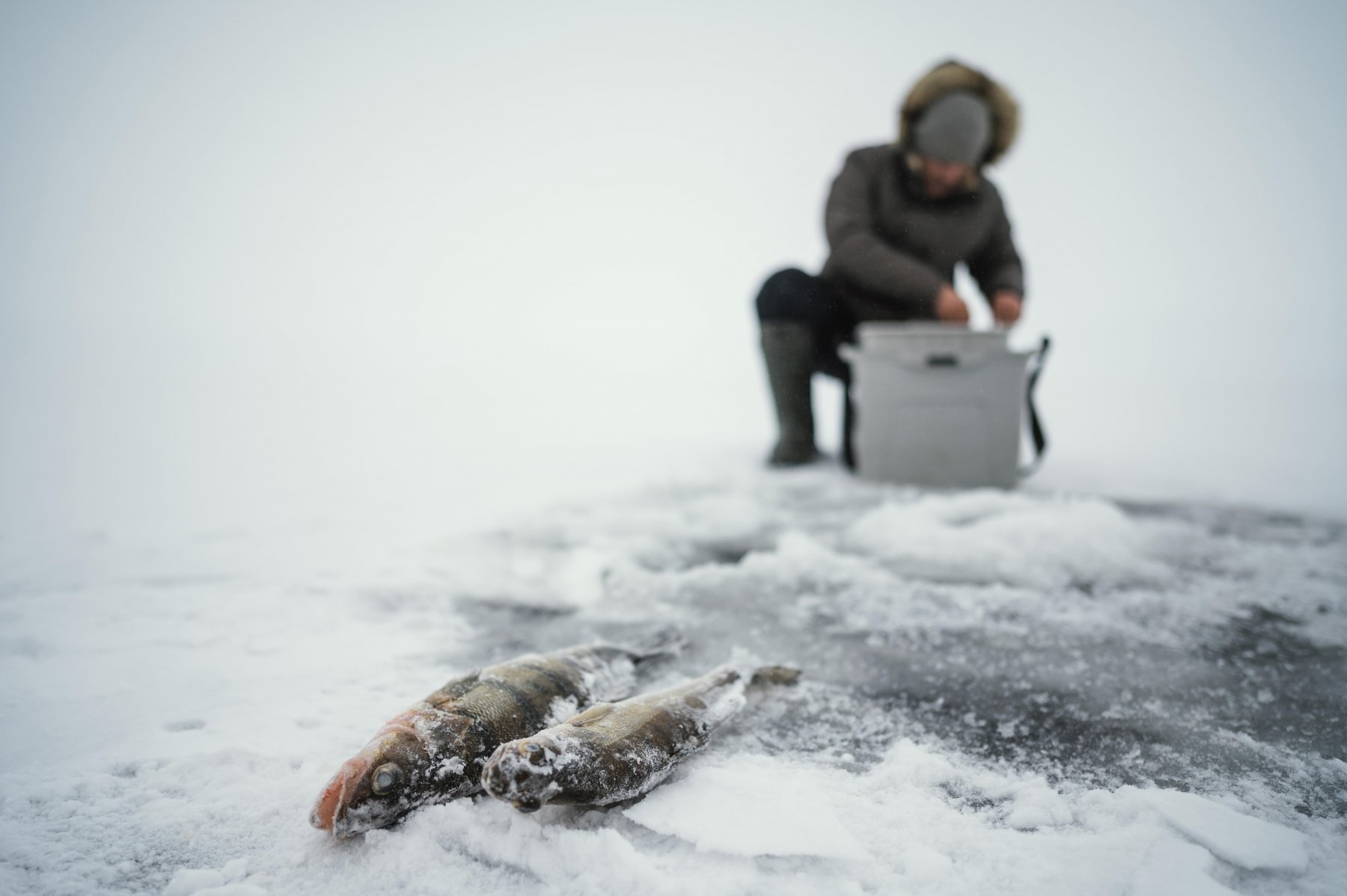 На Сахалине льдина с 50 рыбаками отошла от берега 