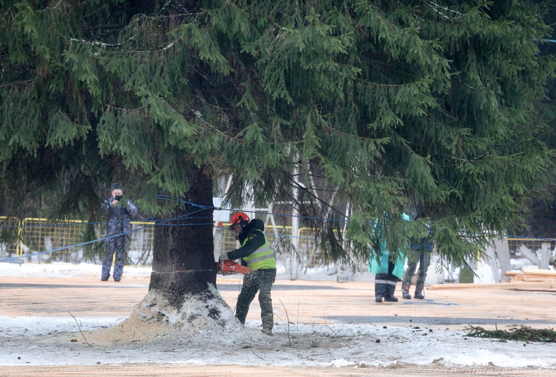 В феврале в Подмосковье убрали более 180 аварийных деревьев