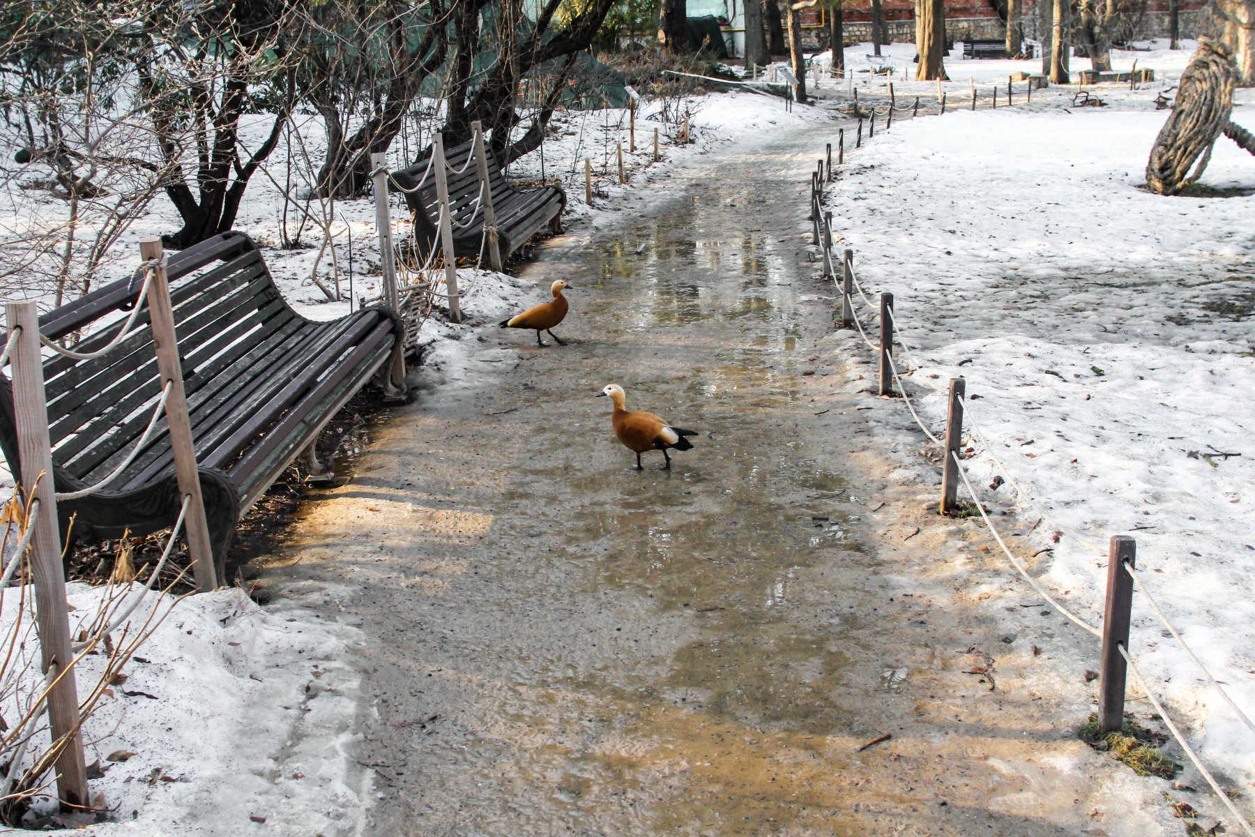Синоптик рассказал, когда в Москве полностью растает снег 