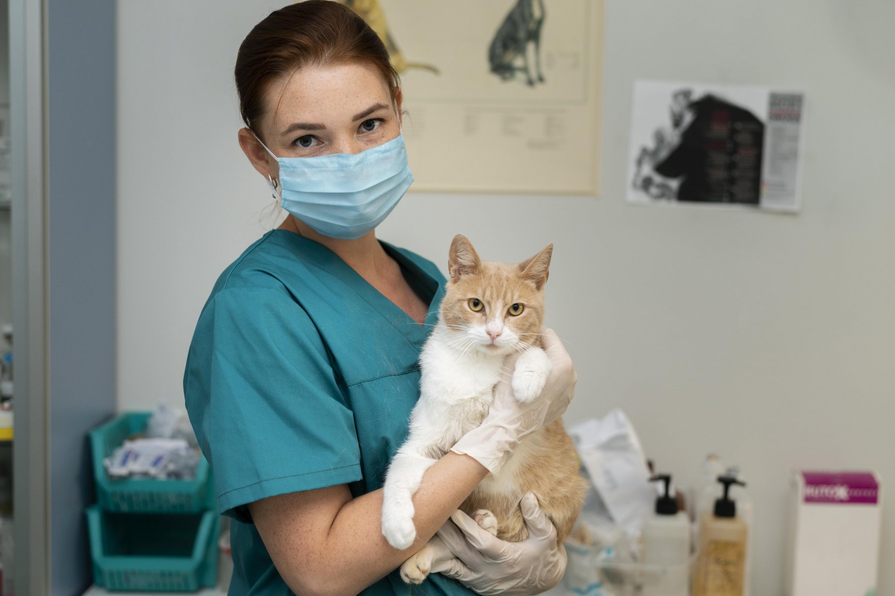 Лучших ветеринарных врачей определят в Москве