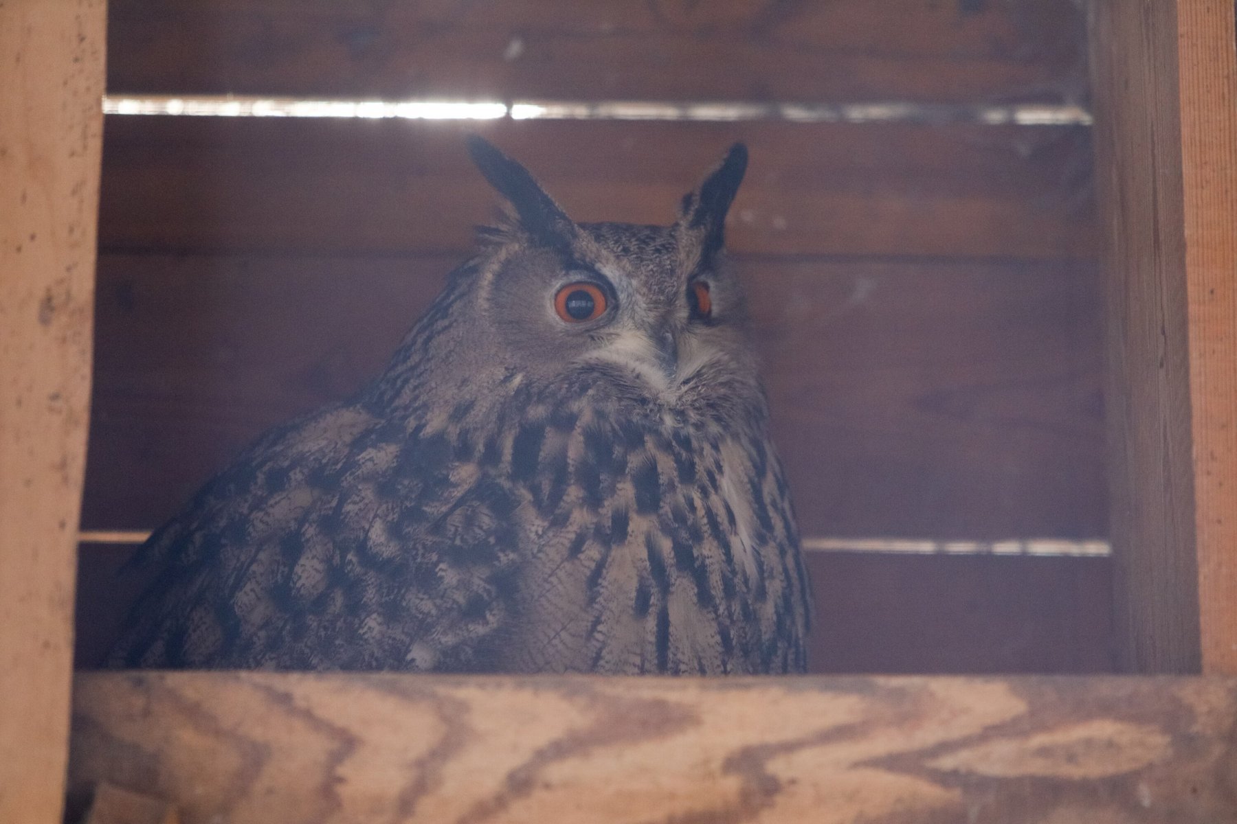 На Лубянском проезде фотографы незаконно использовали ушастую сову 