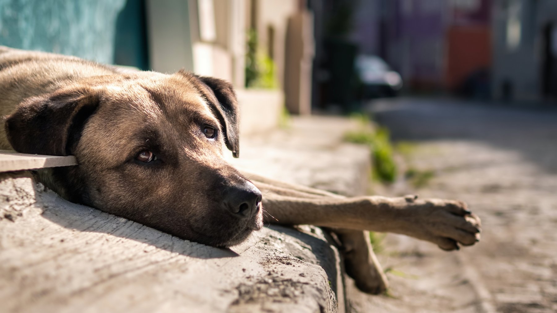 В Госдуме обсудили законопроект по гуманному умерщвлению агрессивных бездомных собак