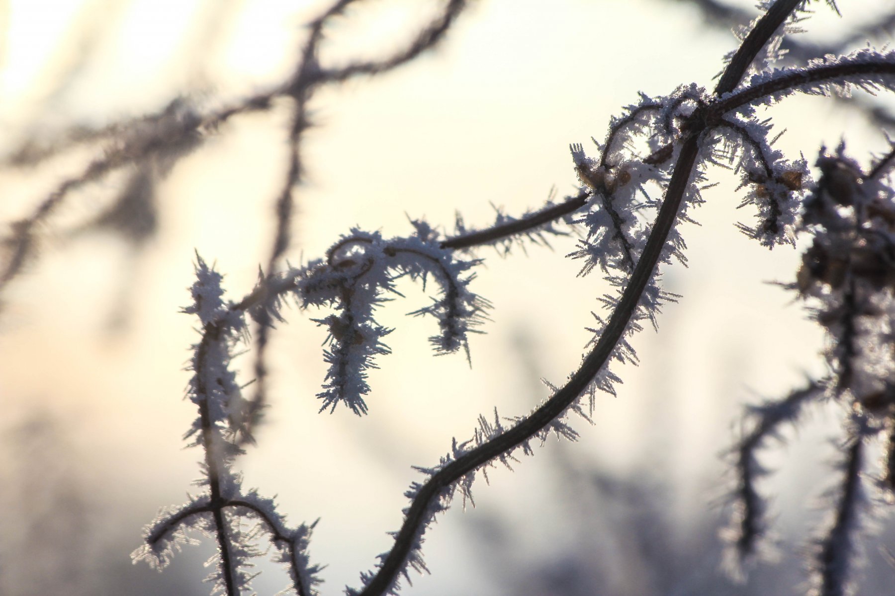Синоптик рассказал о ночных заморозках в Москве и области