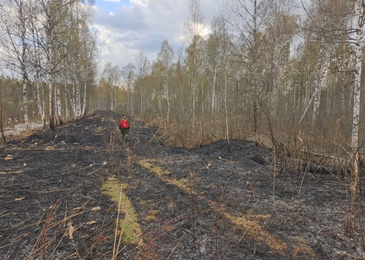 За прошедшие выходные в Подмосковье ликвидировано 11 лесных пожаров 