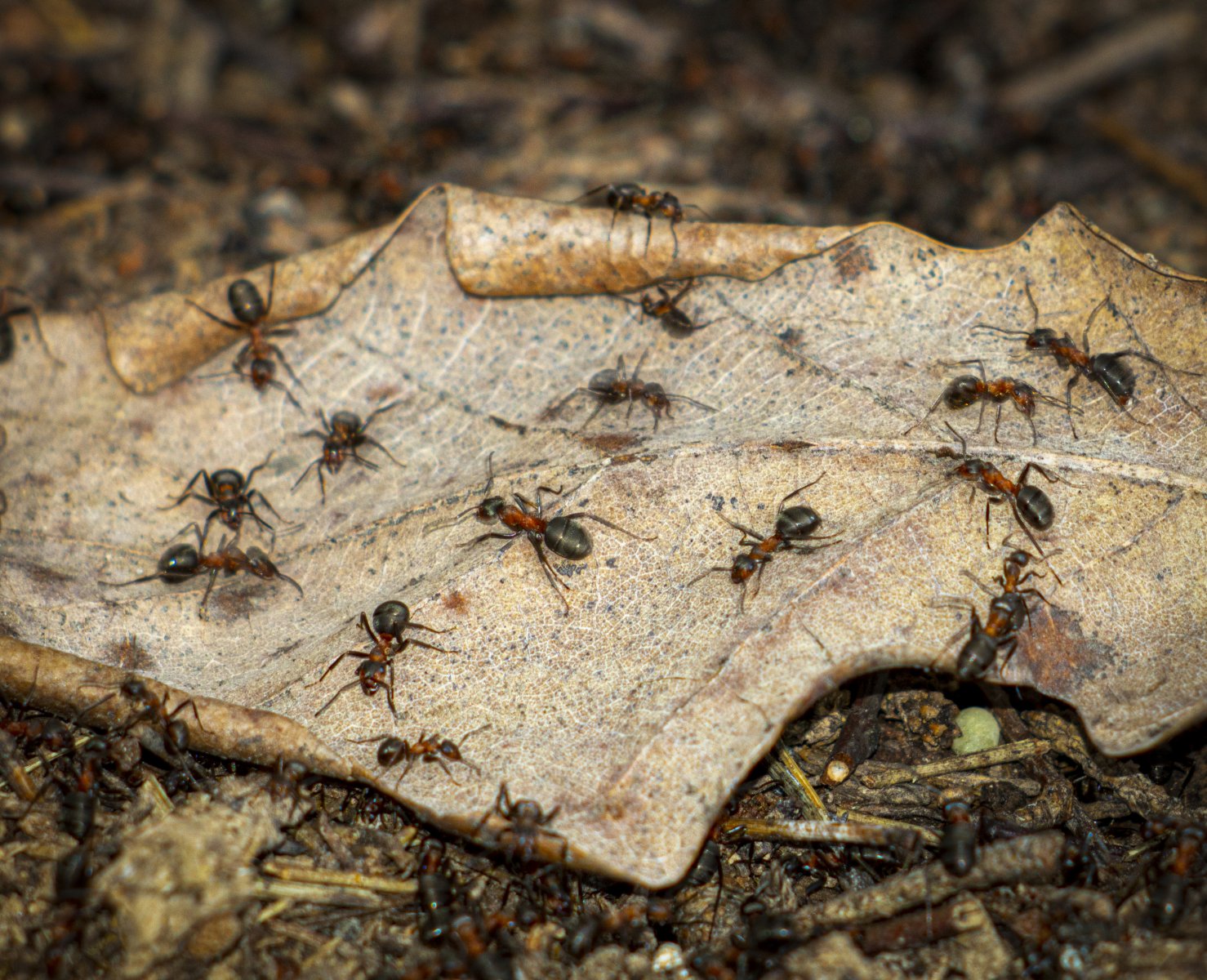 Рыжие муравьи готовят муравейники к появлению потомства