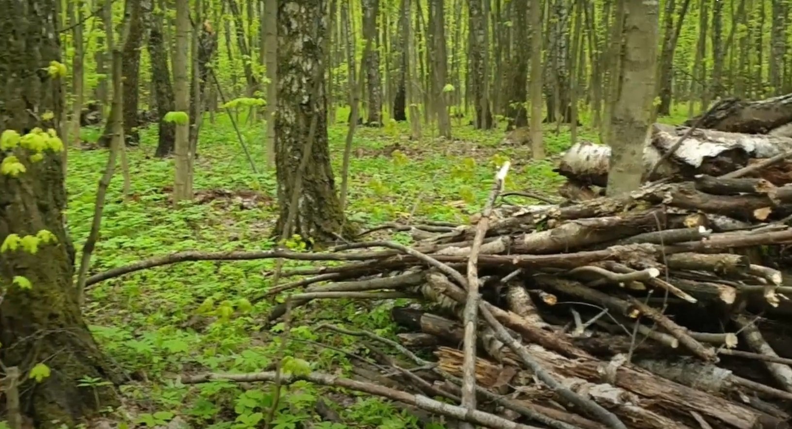 Флора и фауна Видновского лесопарка под угрозой