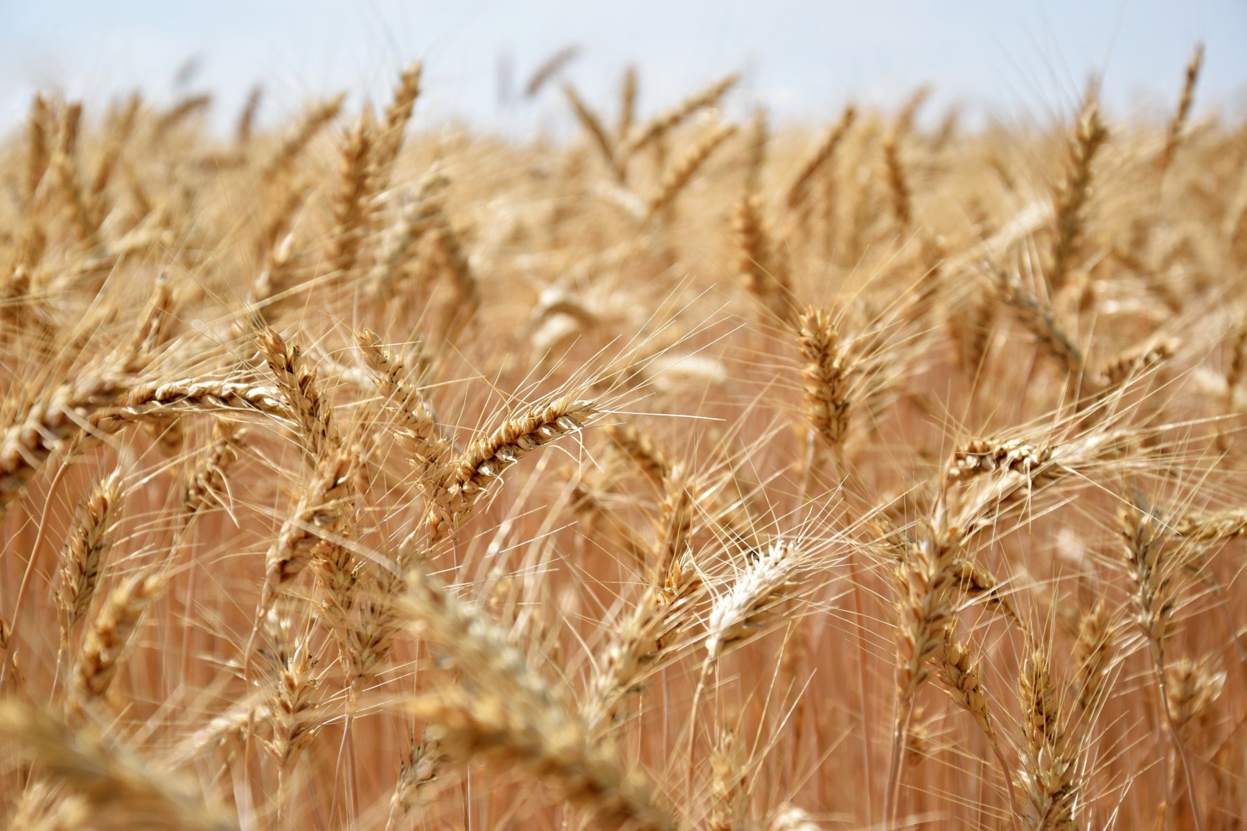 Правительство России выделит 10 млрд рублей на поддержку производителей зерна