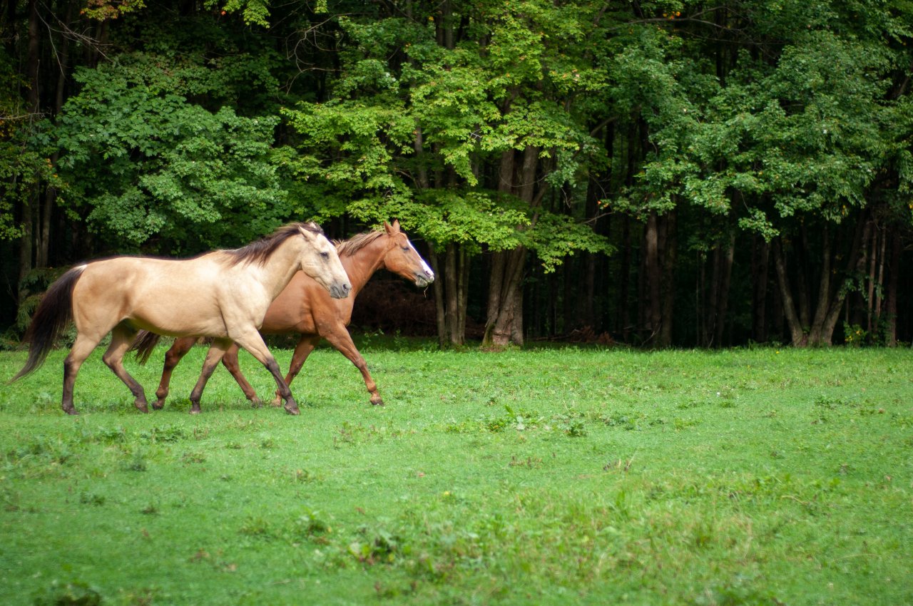 В Подмосковье построят комплекс по разведению племенных лошадей