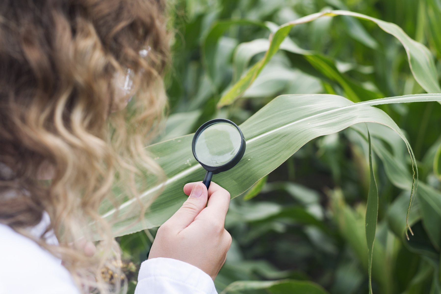 Лупа на кукурузе. Лупанаведенная на кукурузу. Corn diseases.