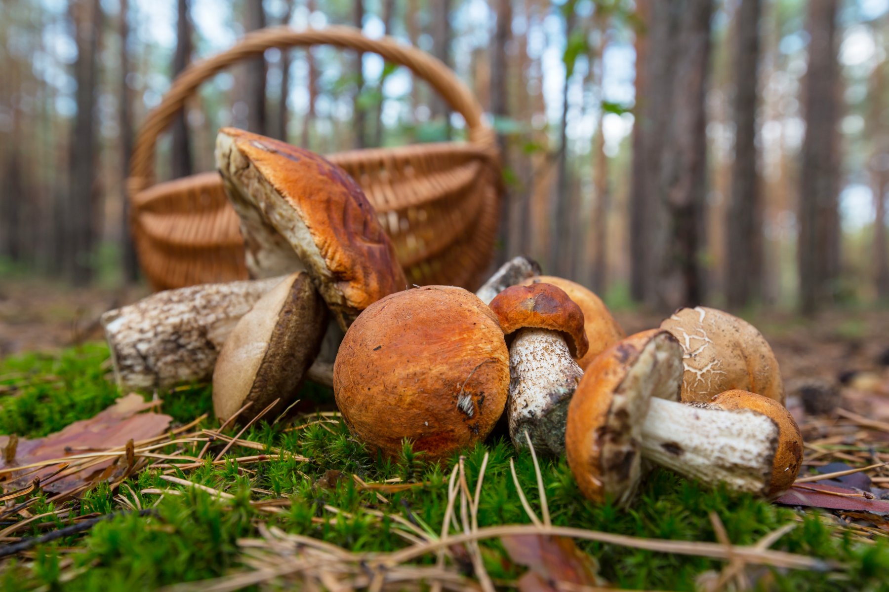 В Московской области грядет грибной сезон: несколько правил от Комлесхоза, чтобы он оставался радостным