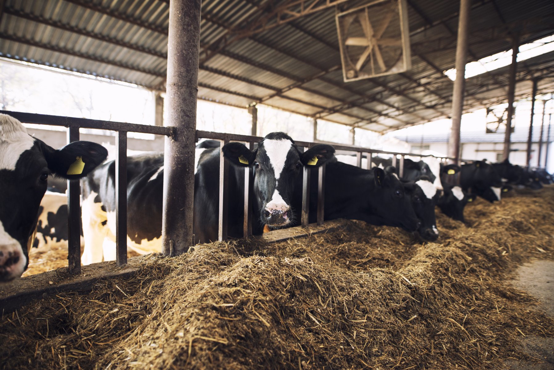Разработанная российскими учеными кормовая добавка для коров спасет планету от выбросов метана