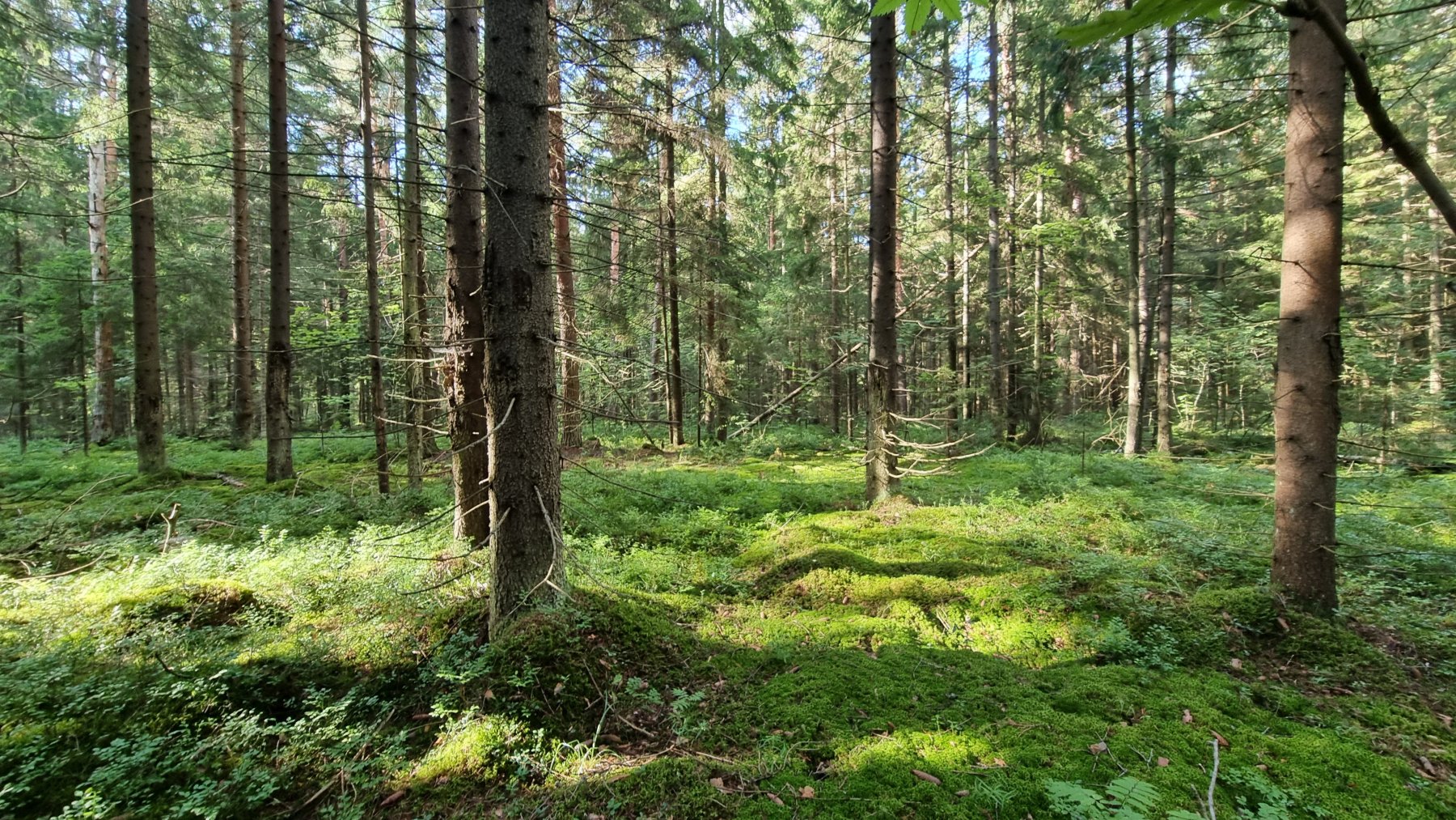 Специалисты обработали подмосковные леса от шелкопряда биоинсектицидом