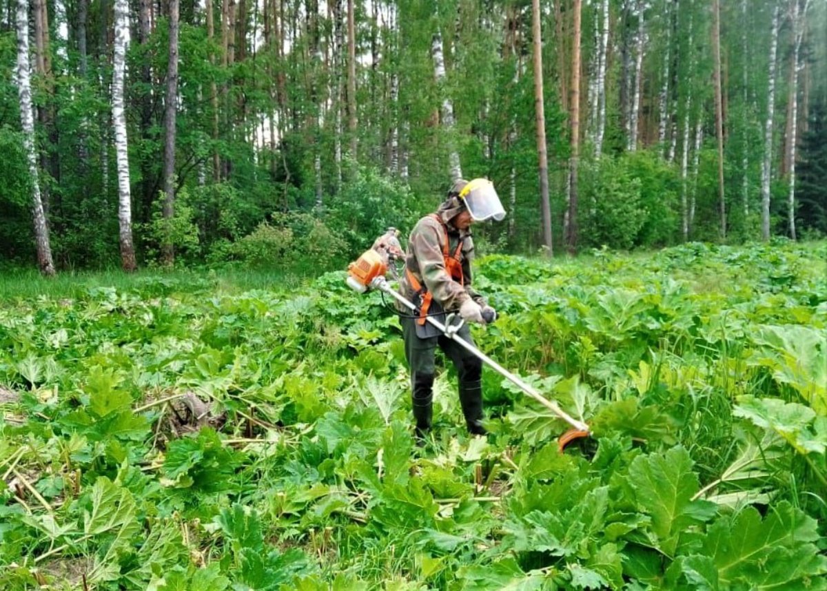 В Подмосковье начался второй этап обработки лесов от борщевика Сосновского