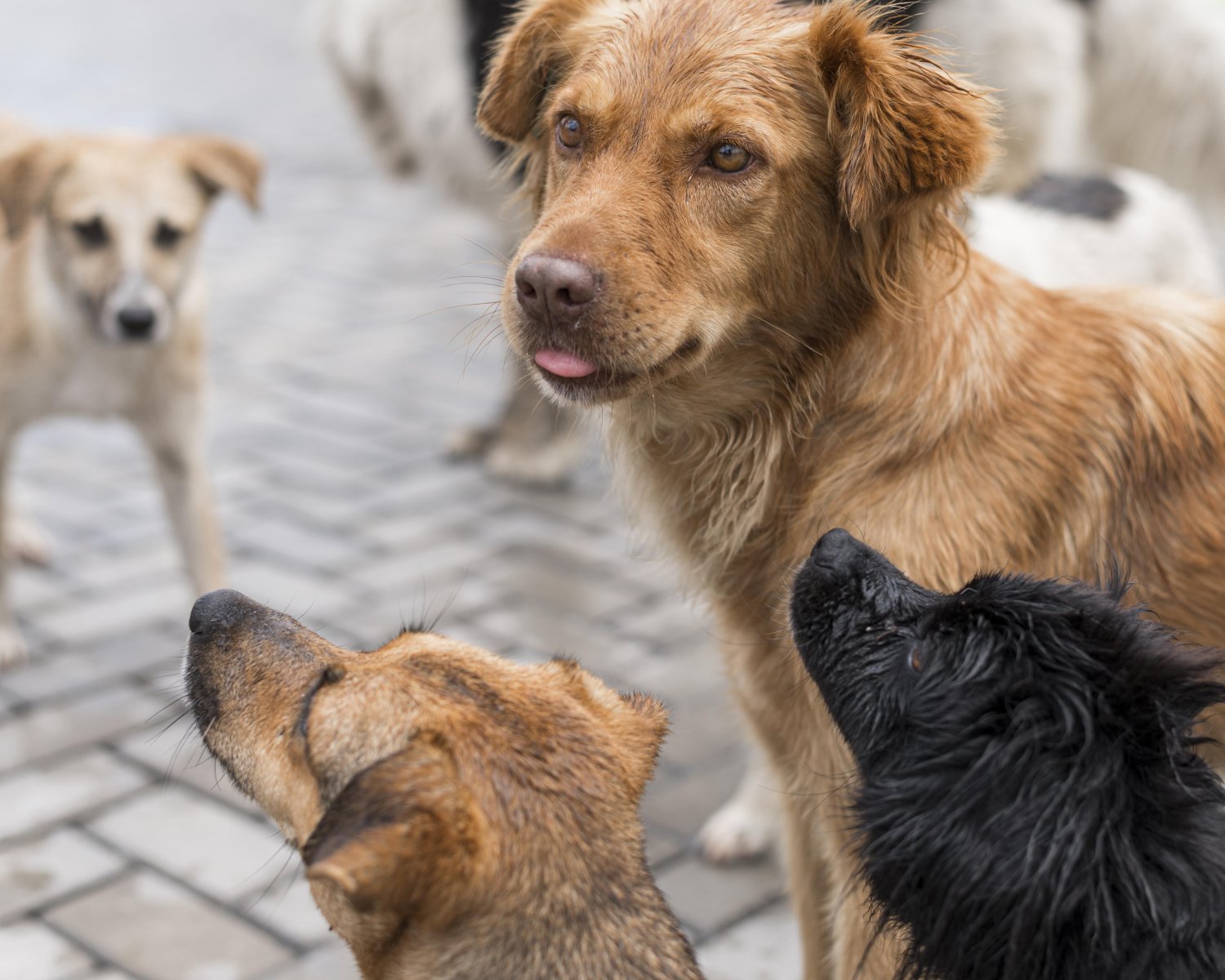 В Госдуме приняли закон о бездомных животных во втором и третьем чтениях