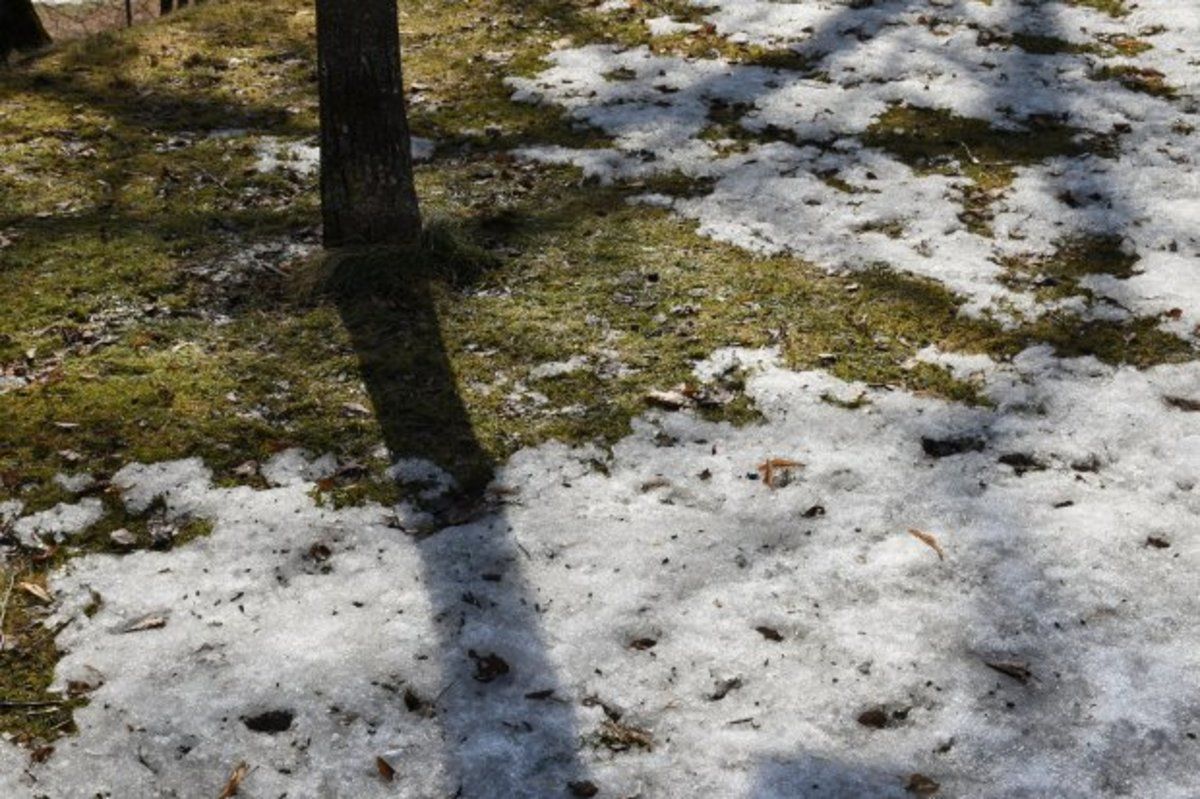 Снежный покров в подмосковье на сегодня. Снег растаял. Растаял снег в Подмосковье и на кладбище. Когда растает снег в Москве. Растаял ли снег в Чермозе.