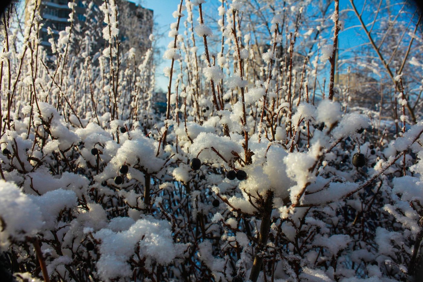 Январь в подмосковье